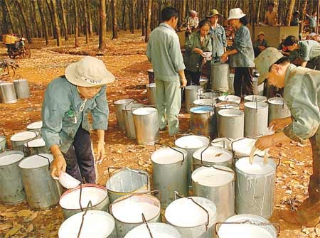 Vietnam, Thailand cooperate in rubber exports - ảnh 1